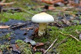 Neolentinus lepideus image