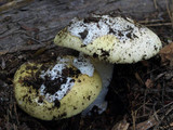 Amanita vernicoccora image