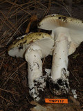 Amanita vernicoccora image
