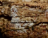 Sistotrema octosporum image