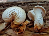 Neolentinus lepideus image