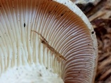 Neolentinus lepideus image