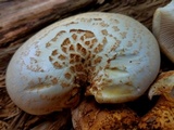 Neolentinus lepideus image