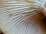 Neolentinus lepideus image