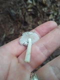 Amanita sect. Vaginatae image