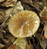 Bolbitius reticulatus image