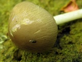 Bolbitius reticulatus image