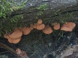 Anthracophyllum lateritium image