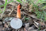Phallus rubicundus image