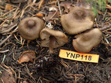 Entoloma vernum image