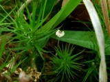 Mycetinis olidus image