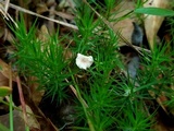 Mycetinis olidus image