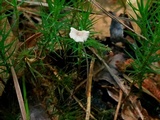 Mycetinis olidus image