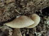 Crepidotus crocophyllus image