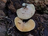 Crepidotus crocophyllus image