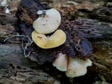 Crepidotus crocophyllus image