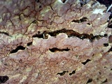 Xylobolus subpileatus image