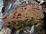 Xylobolus subpileatus image