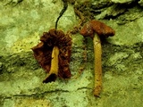 Flammulaster erinaceellus image