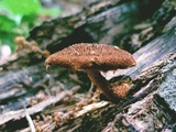Flammulaster erinaceellus image