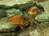 Flammulaster erinaceellus image