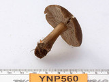 Melanoleuca angelesiana image