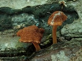 Flammulaster erinaceellus image