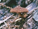Flammulaster erinaceellus image
