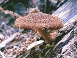 Flammulaster erinaceellus image