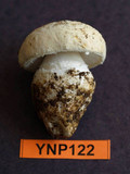 Amanita aprica image