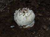 Amanita aprica image