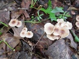 Gymnopus semihirtipes image