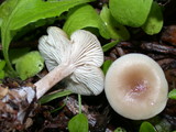 Clitocybe fragrans image