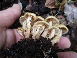 Kuehneromyces marginellus image