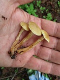 Kuehneromyces marginellus image