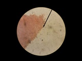 Kuehneromyces marginellus image