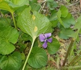Puccinia violae image