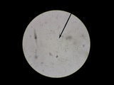 Gymnopus semihirtipes image