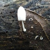 Coprinopsis nivea image