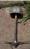 Panaeolus goossensiae image