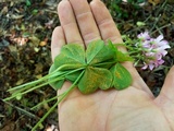 Puccinia oxalidis image