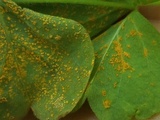 Puccinia oxalidis image