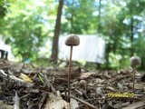 Panaeolus goossensiae image