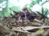 Panaeolus goossensiae image