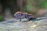 Gloeophyllum sepiarium image