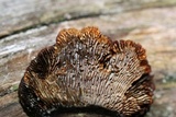 Gloeophyllum sepiarium image