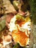 Polyporus alveolaris image