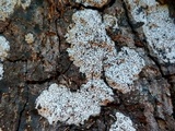 Biscogniauxia atropunctata image
