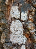 Biscogniauxia atropunctata image