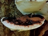 Ganoderma lobatum image